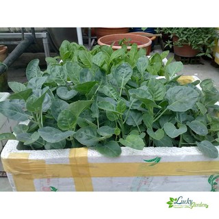 10g Hạt giống Cải rổ XTRA