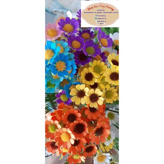 set 50 đầu bông hoa cúc tana