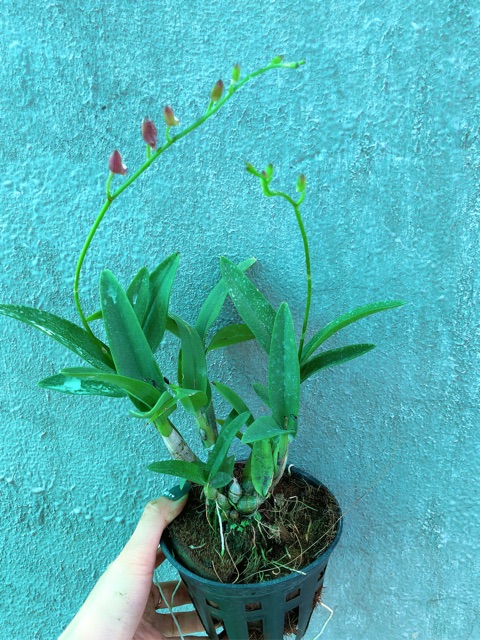 Hoa lan Yaya Mini chậu đang nụ