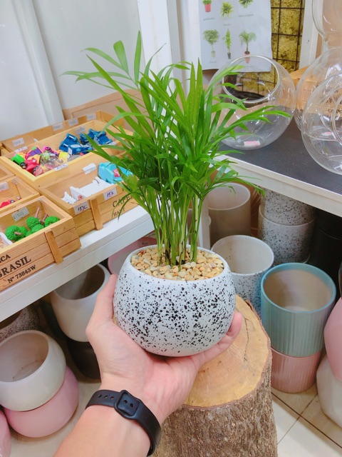 CAU TIỂU TRÂM