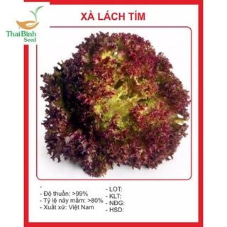 Xà Lách Xoăn Tím 0.2gr thailanseeds