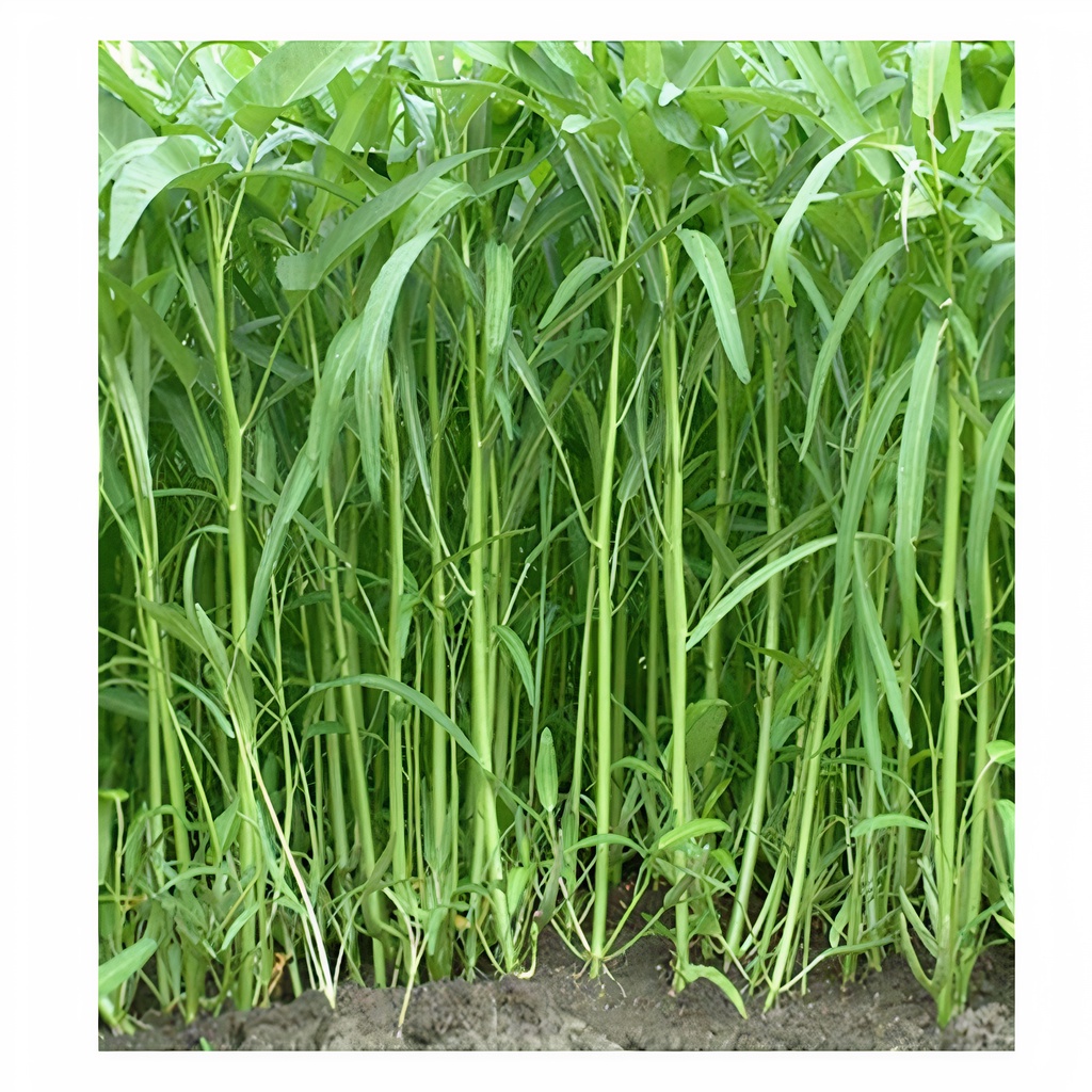 Hạt Giống Rau Muống Cao Sản, Hạt Giống Tốt, Độ Nảy Mầm Cao - Khu Vườn Ban Công