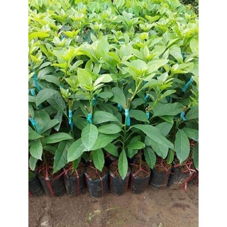 cây bơ 034 giống chuẩn (2năm cho trái ,cây ghép siêu sớm)