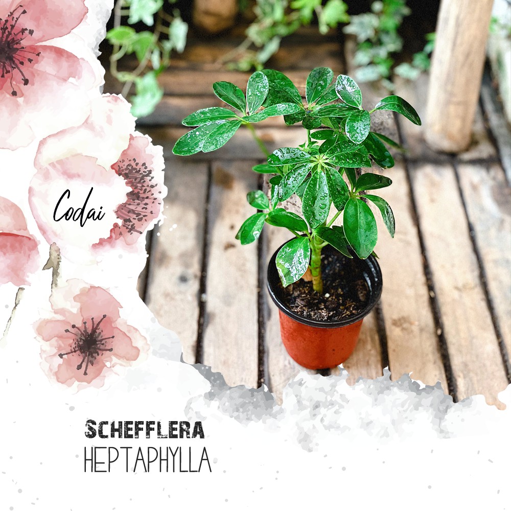 Cây Schefflera heptaphylla (Ngũ Gia Bì) chậu nhựa