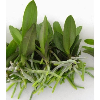 Phân bón lan tan chậm ORCHID 1-2-3 dưỡng cây, kích ra hoa phong lan dạng túi lưới