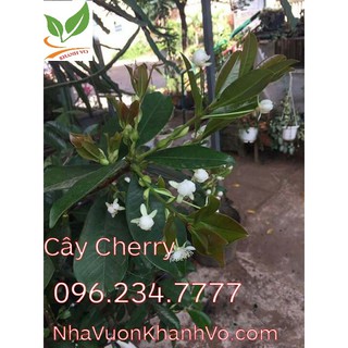 Cây Giống Cherry Nhiệt Đới