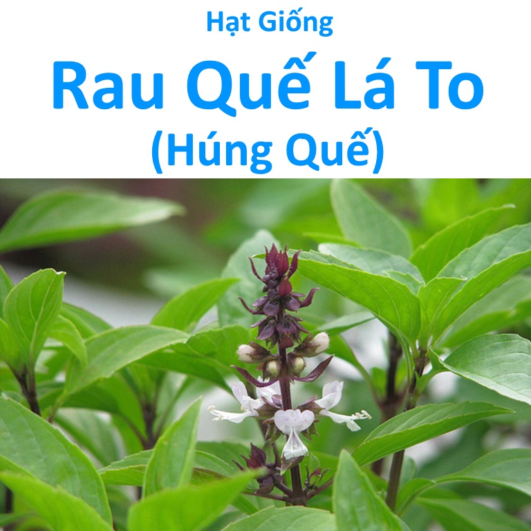 Rau Quế Lá To , Hạt Giống Húng Quế