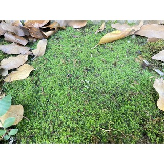 5 Hộp rêu Weeping dùng cho thuỷ sinh, tiểu cảnh, bán cạn