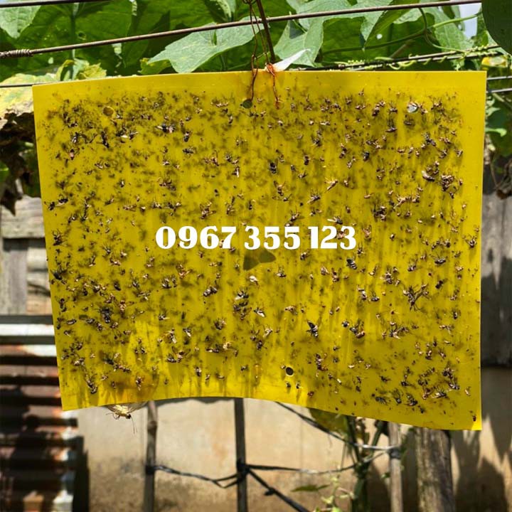 BẪY SIÊU DÍNH RUỒI VÀNG Bám Dính 2 Mặt, Kích thước 20 x 25cm