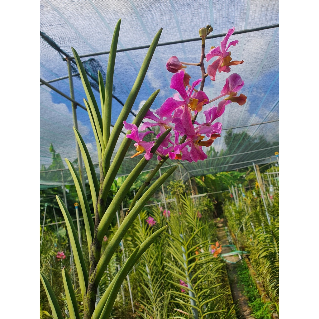 Lan Vanda Lá Kim nhiều màu