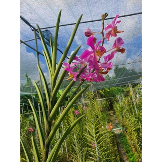 [Cây con] Lan Vanda Lá Kim nhiều màu