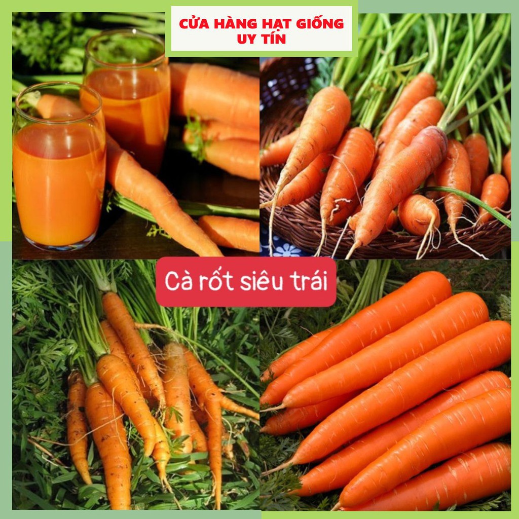 Hạt Giống Cà Rốt Siêu Trái F1 Loại Dễ Trồng & Dễ Thu Hoạch Tặng kèm Hướng Dẫn Trồng