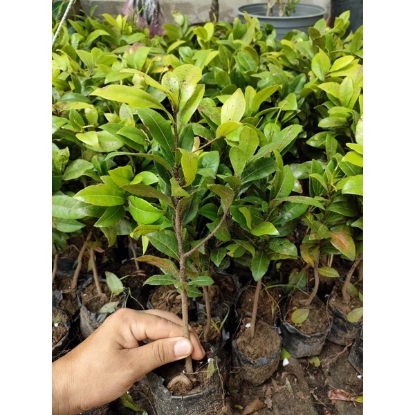 Cây giống mai tứ quý