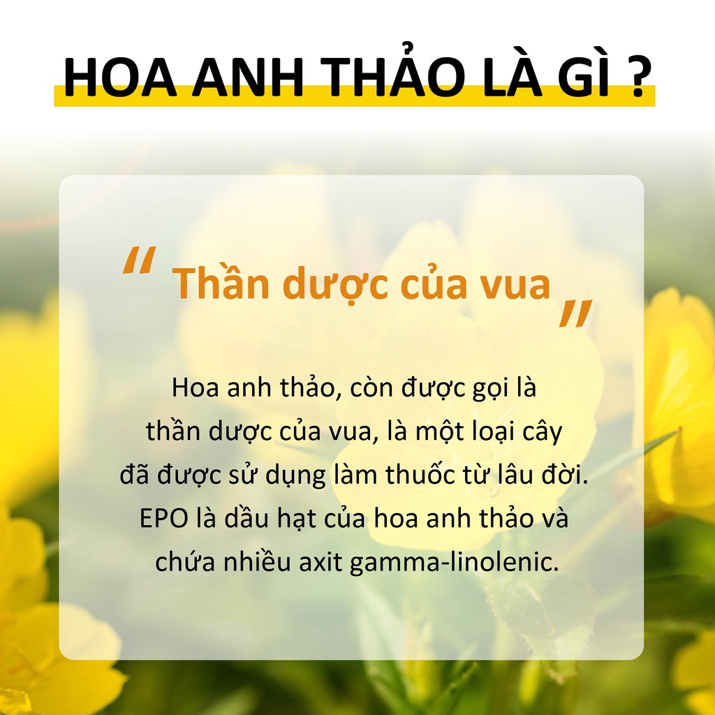Viên Uống Evening Primrose Oil Solgar Tinh Dầu Hoa Anh Thảo Cân Bằng Nội Tiết Tố