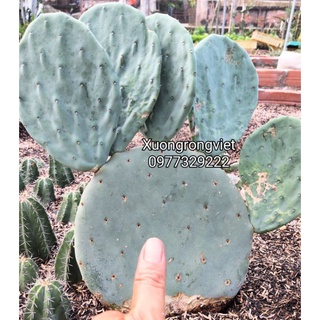 Xương rồng Tai Voi