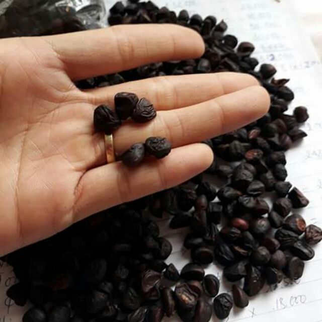 Hạt dổi nếp