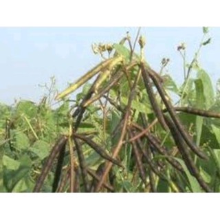Đậu đen xanh lòng 200g