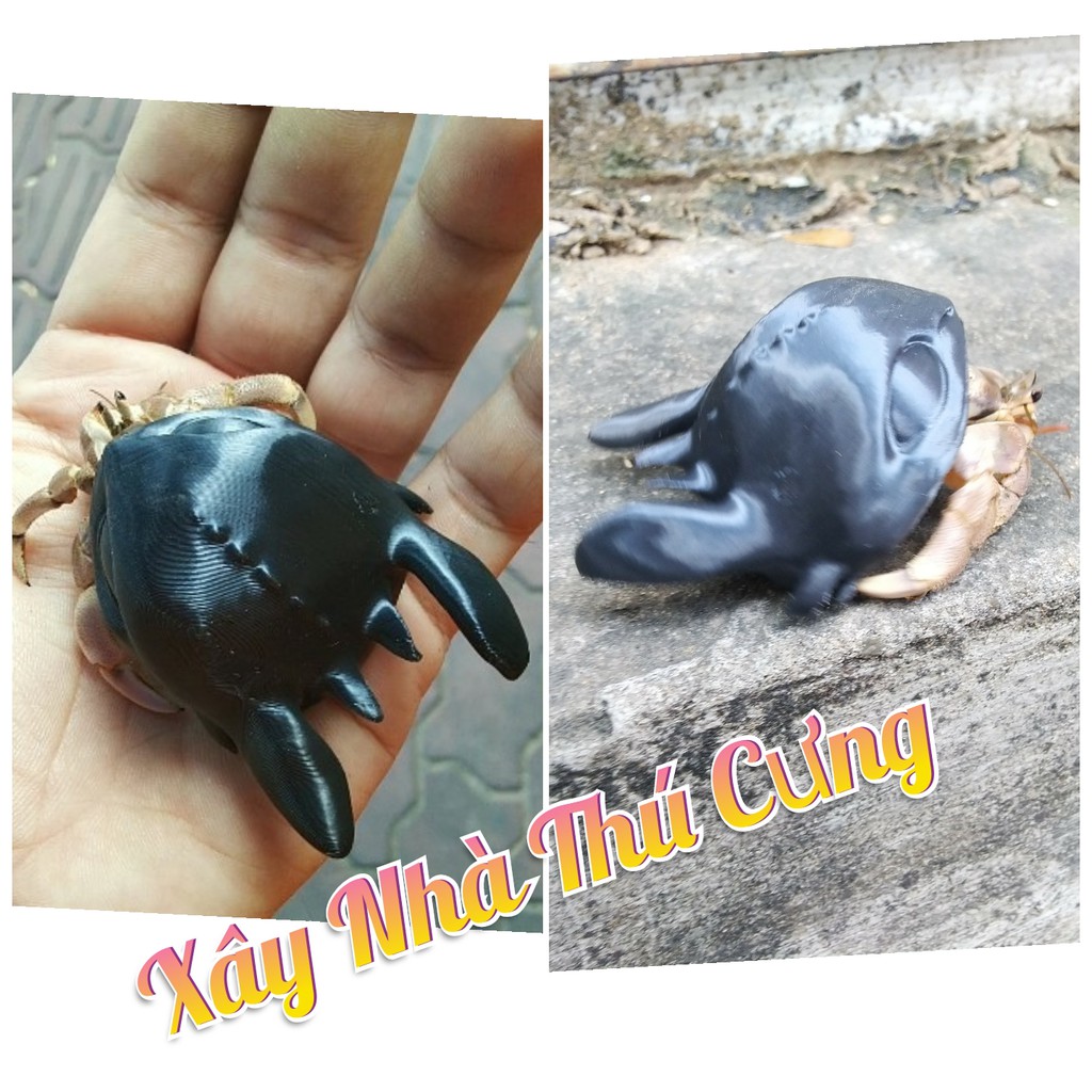 VỎ ỐC MƯỢN HỒN - BÍ KIẾP LUYỆN RỒNG - SIZE NHỎ - SIZE TỪ 3 CM ĐẾN 5.5 CM - Hermit crab shell