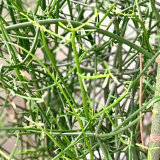 Cây Giao ( Cây Xương Cá) Làm Cảnh - Chữa Xoang (Cây trong bầu đất)