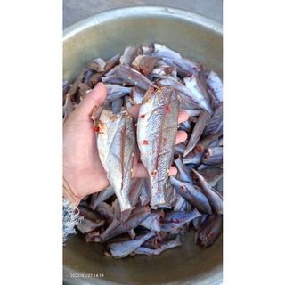 khô cá đù 1 nắng
