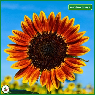 Hạt giống Hướng dương đỏ RD 860 - 1g