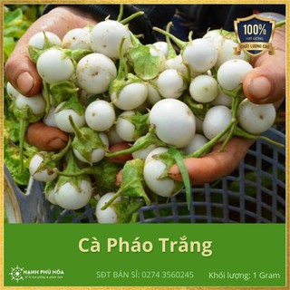 Hạt Giống Cà Pháo Trắng F1 Thuận Thiên 1g/Gói - Dễ Trồng, Trồng Quanh Năm, Năng Suất Cao, Quả Tròn, Trắng, Ăn Ngon, Giòn