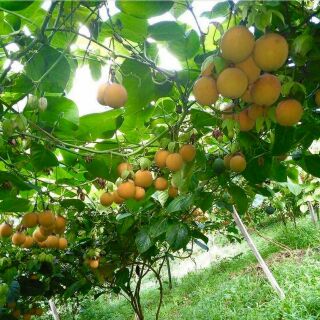 Cây chanh leo colombia giống