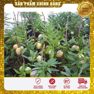 Hạt Giống Dưa Pepino (dưa sọc vàng)