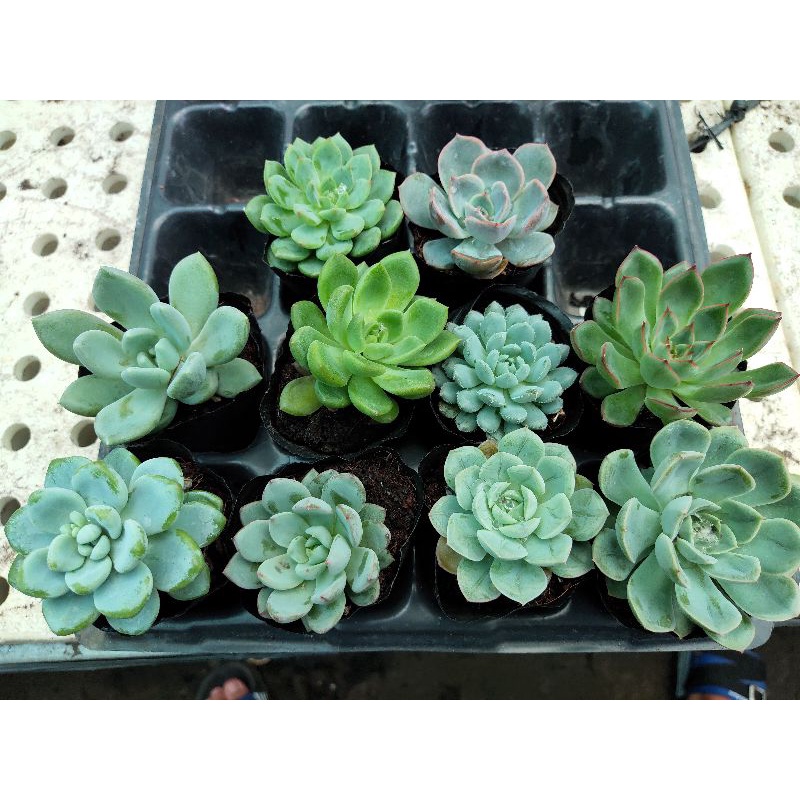 set 10 cây sen đá bầu đất/ combo 10 sen đá