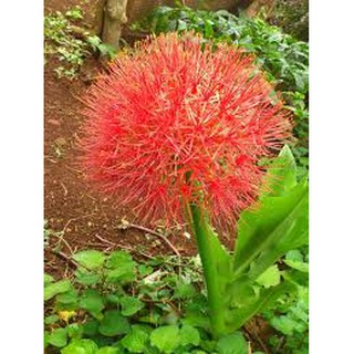 combo 5 củ HỒNG TÚ CẦU