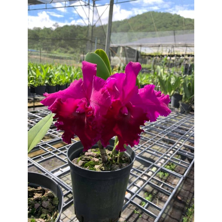 Hoa lan Cattleya- CHIA LIN- chậu trưởng thành