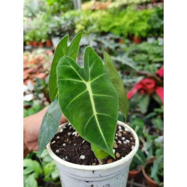 Cây Alocasia Frydek - môn nhung