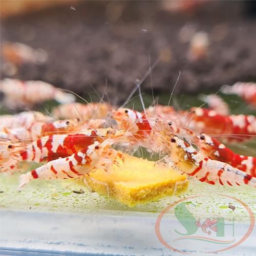 Thức Ăn Dặm Shrimp Food Pumpkins Chuyên Cá Tép Cảnh