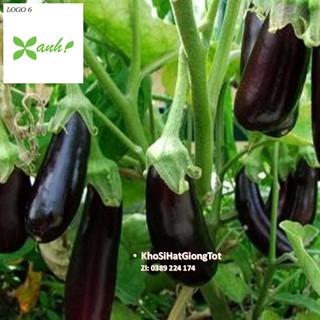 Gói 50 Hạt Giống Cà Tím Dài F1