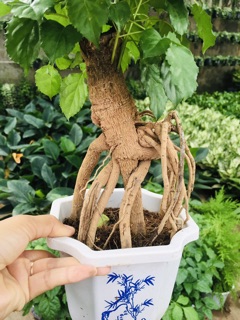 Cây hạnh phúc