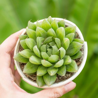 Sen đá dạ quang 9-11cm