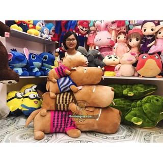 Chó Puco áo sao Việt Nam 45cm - 65cm