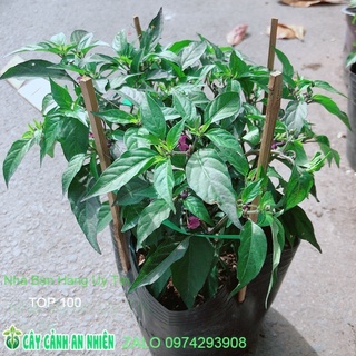 Bụi ớt tím
