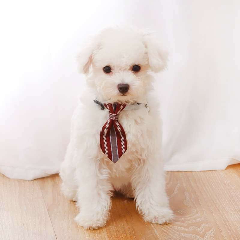 Vòng cổ cà vạt cho mèo và chó nhỏ