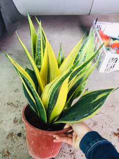 LƯỠI HỔ HOÀNG KIM