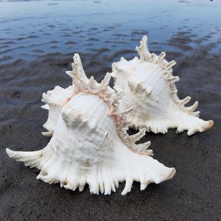 Vỏ Sò Lớn Trang Trí