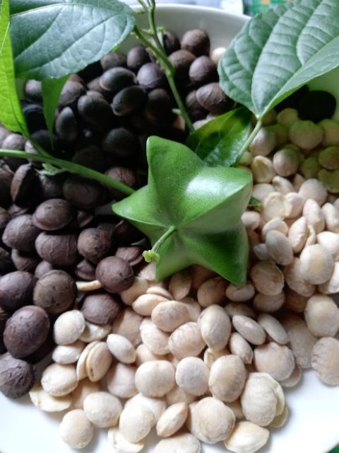 TINH DẦU SACHA INCHI ÉP LẠNH NGUYÊN CHẤT 100%