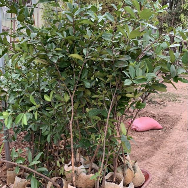 Cây cherry loại nhỡ cao 80-100cm