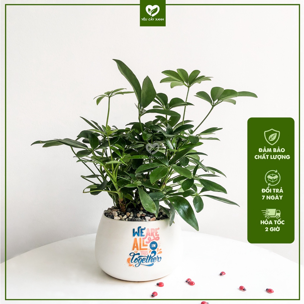 Cây Ngũ Gia Bì để bàn kèm chậu sứ tráng men