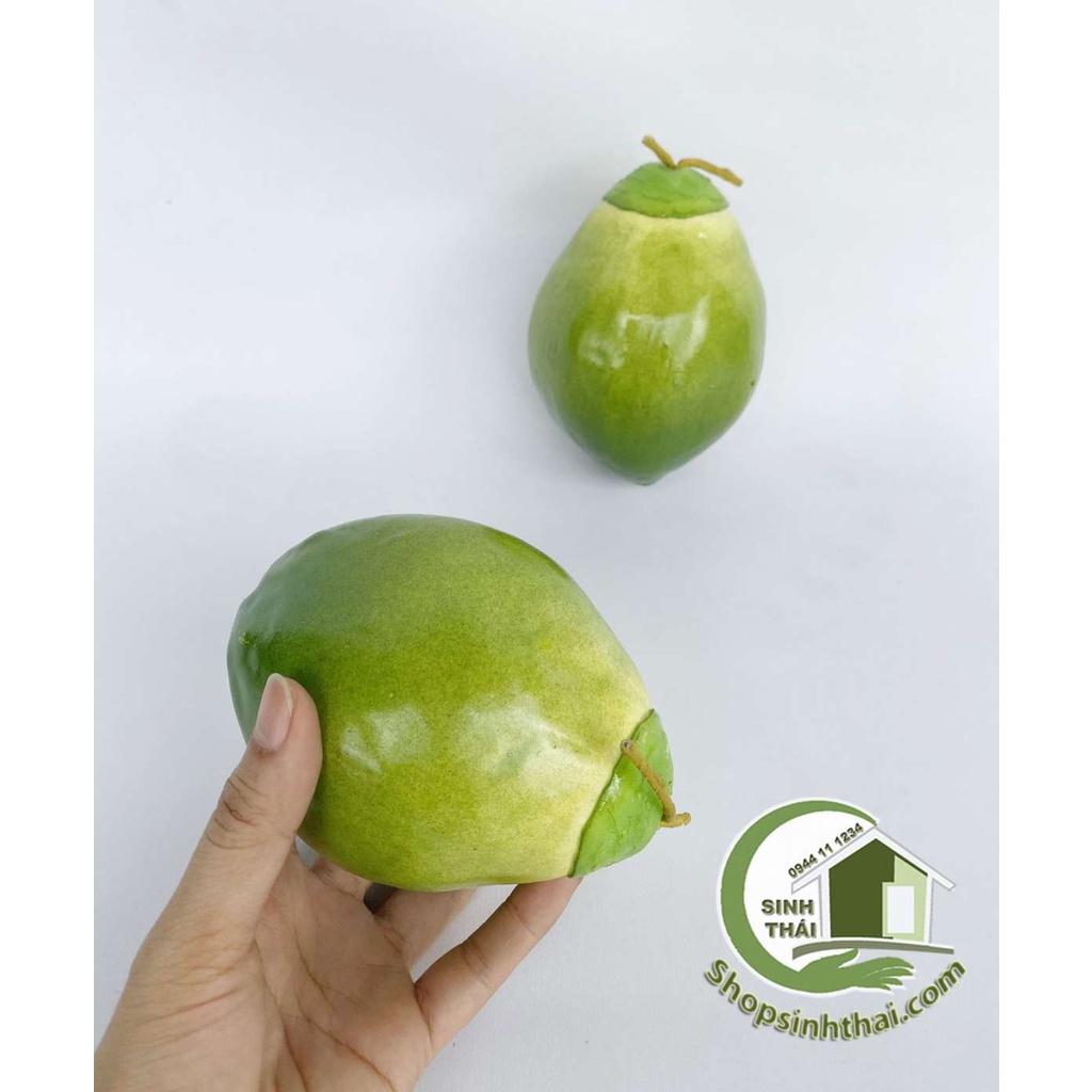 Trái dừa xiêm màu nâu và màu xanh - quả dừa giả cao cấp - Chọn loại