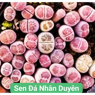 Lithops - thạch lan - sen mông mini siêu xinh (size từ 0.5 -2cm)