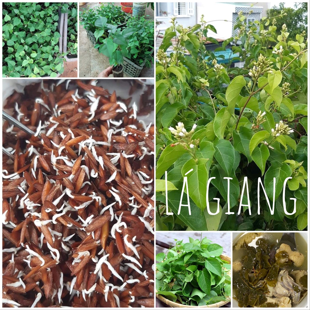Hạt giống cây lá giang