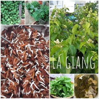 Hạt giống cây lá giang