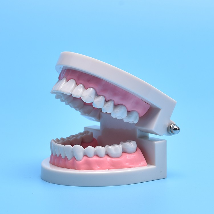 Mô hình răng trắng để dạy trẻ em