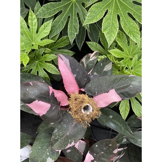 Cây Philodendron pink princess ( Công chúa hồng)
